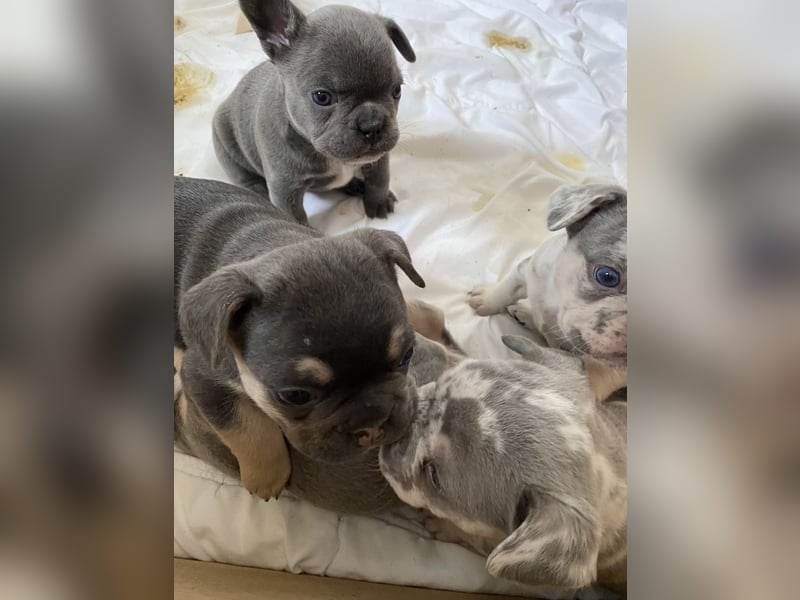 Französische Bulldogge Welpen Lilac Merle Tan