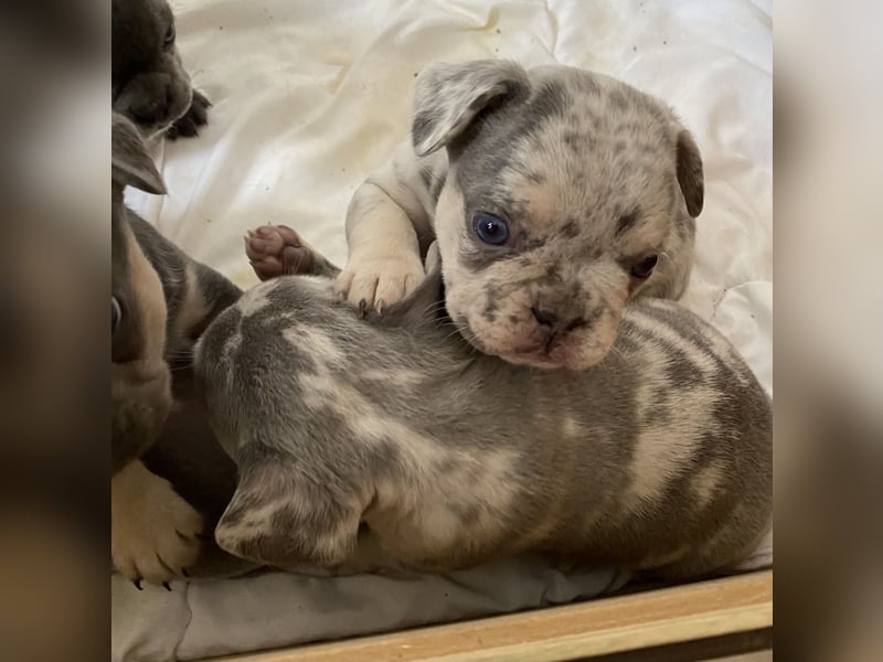 Französische Bulldogge Welpen Lilac Merle Tan