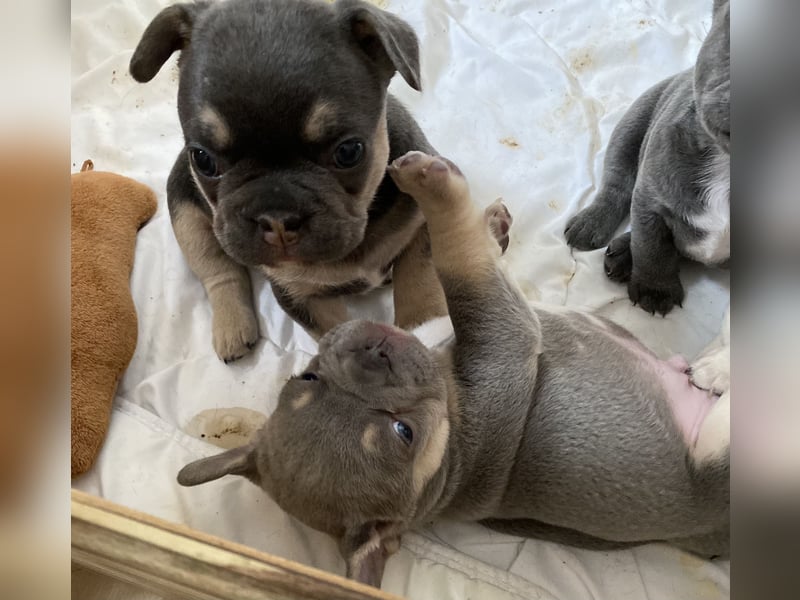 Französische Bulldogge Welpen Lilac Merle Tan