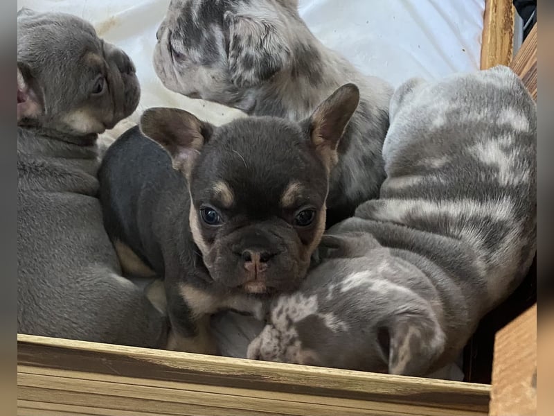 Französische Bulldogge Welpen Lilac Merle Tan
