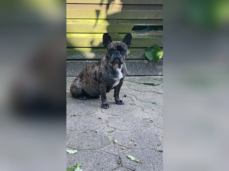 Reinrassigen französische Bulldogge, Blue Merle