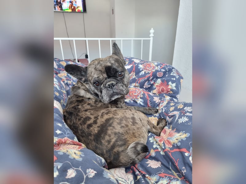 Reinrassigen französische Bulldogge, Blue Merle
