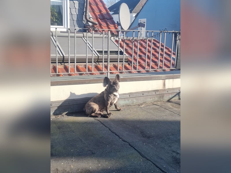 Reinrassigen französische Bulldogge, Blue Merle