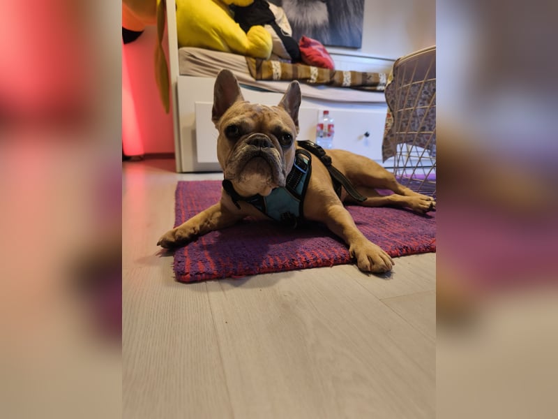 Dringend Französisch Bulldoge sucht entplatz