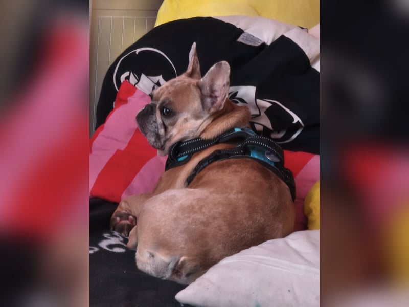 Dringend Französisch Bulldoge sucht entplatz