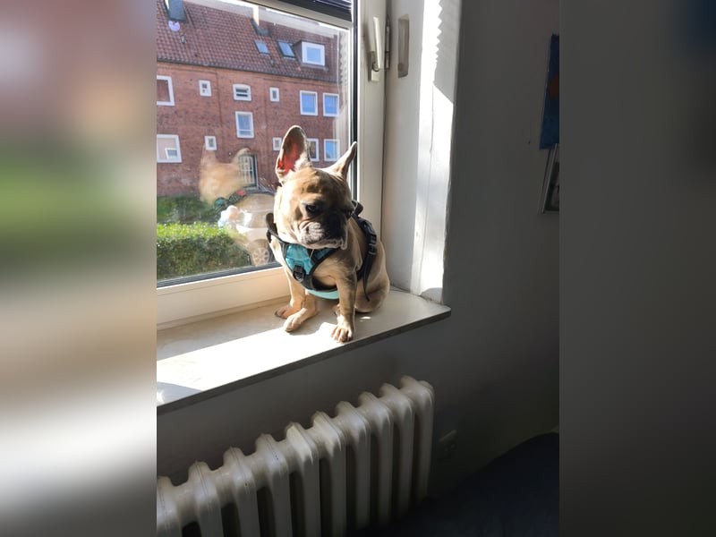 DRINGEND DRINGEND Französisch Bulldoge sucht entplatz