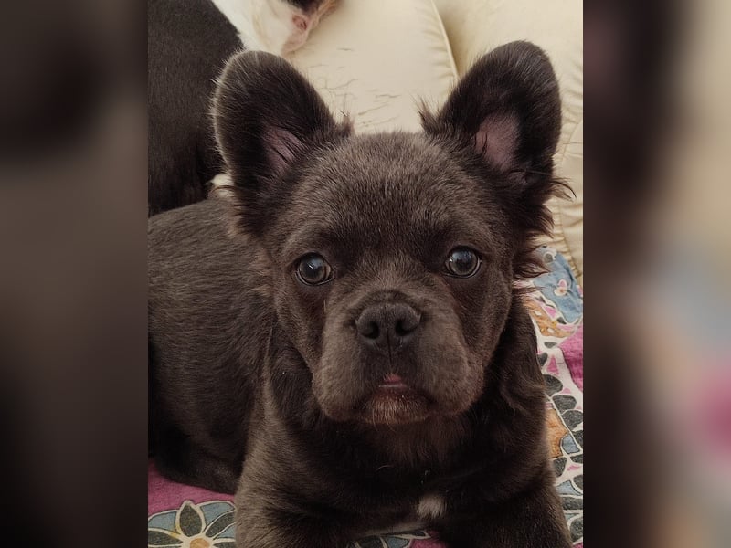 Französiche Bulldogge Blue Flufy Hündin
