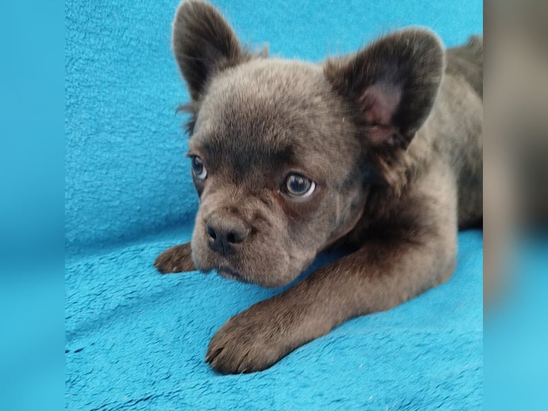 Französiche Bulldogge Blue Flufy Hündin