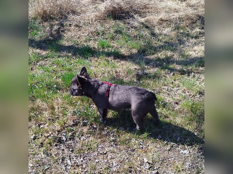 Französiche Bulldogge Blue Flufy Hündin