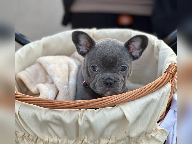 Französische Bulldogge
