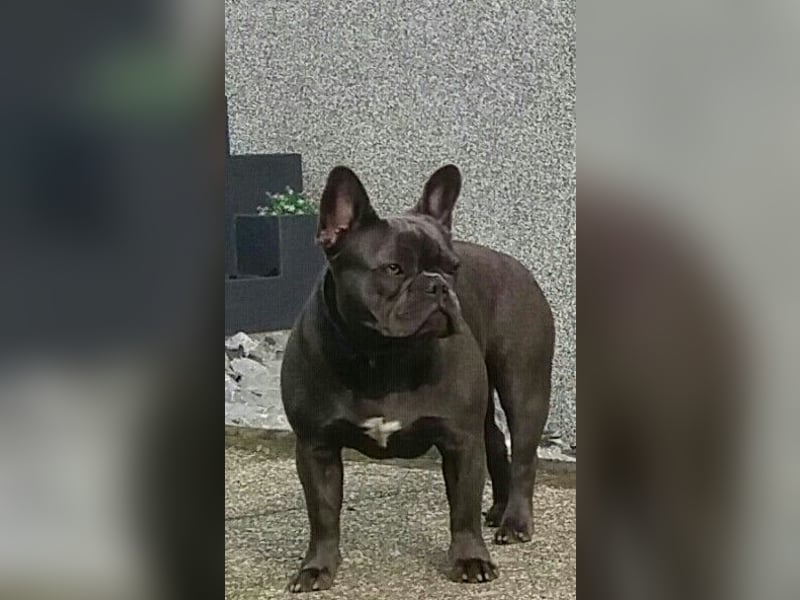 Französische Bulldogge Hündin