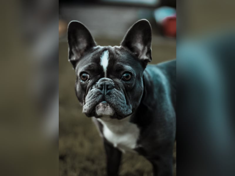 Französische Bulldogge
