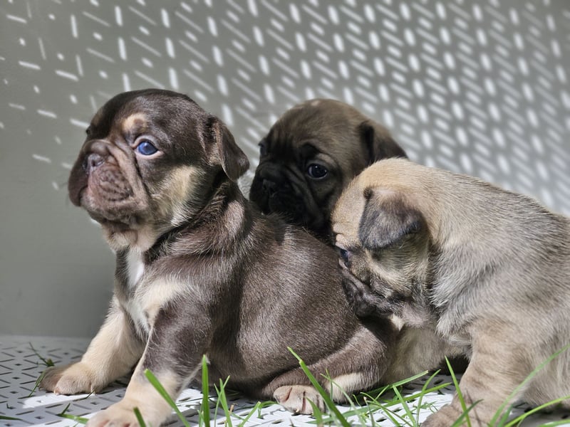 Zauberhafte Französische Bulldoggen Welpen mit Stammbaum