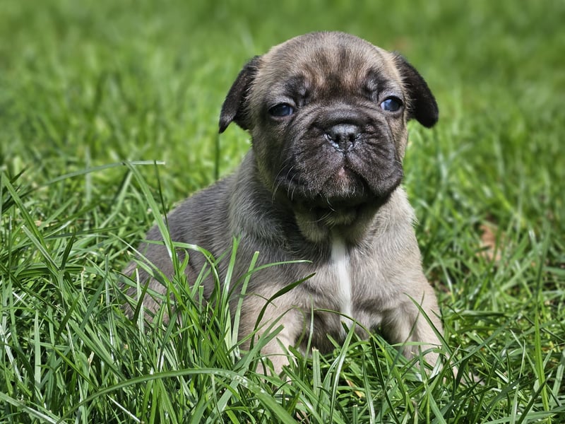 Zauberhafte Französische Bulldoggen Welpen mit Stammbaum