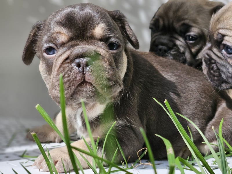 Zauberhafte Französische Bulldoggen Welpen mit Stammbaum