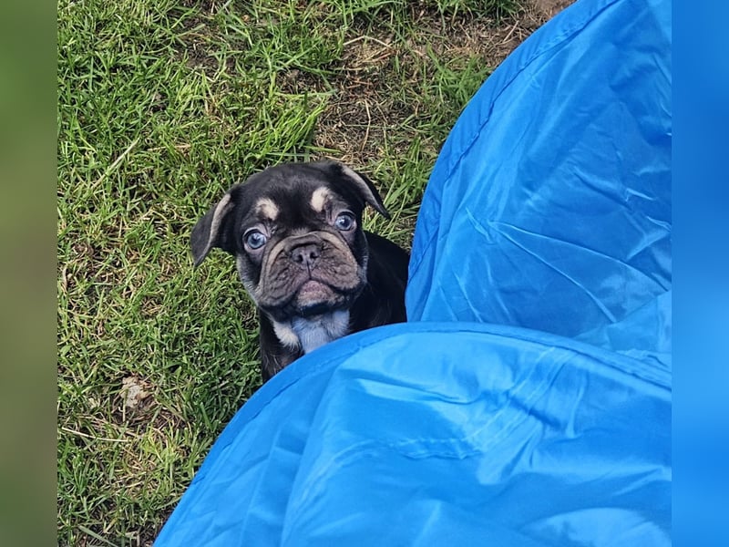 Zauberhafte Französische Bulldoggen Welpen mit Stammbaum