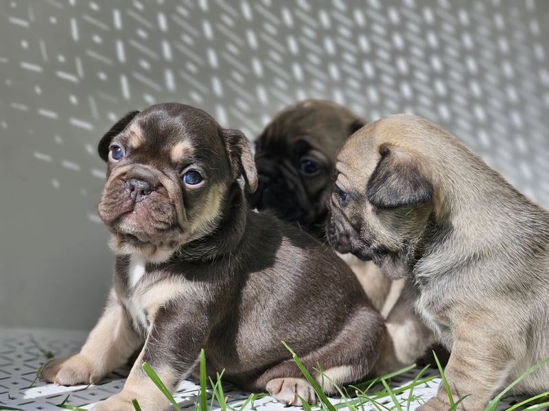 Zauberhafte Französische Bulldoggen Welpen mit Stammbaum