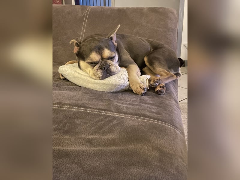 Französisches Bulldoggen Weibchen 7j.