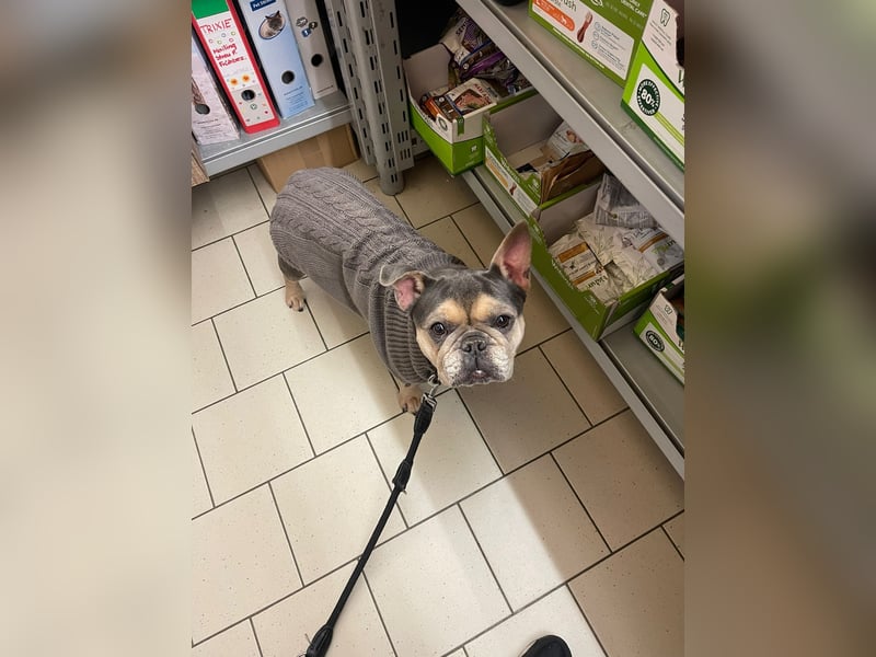 Französisches Bulldoggen Weibchen 7j.