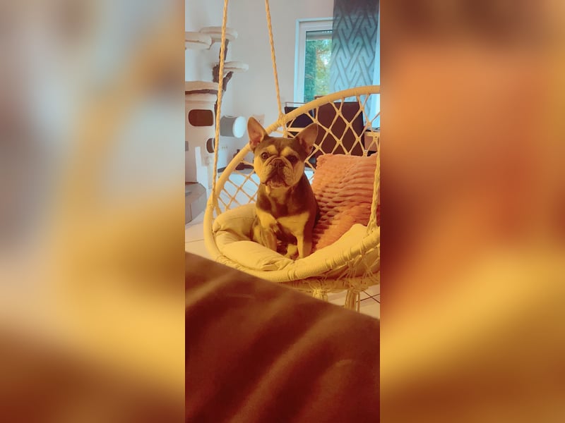 Französisches Bulldoggen Weibchen 7j.
