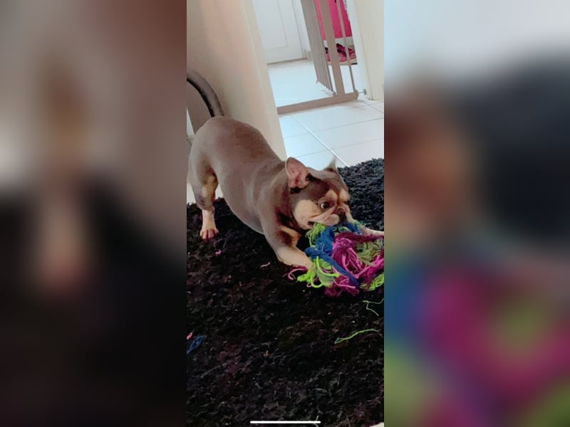 Französisches Bulldoggen Weibchen 7j.