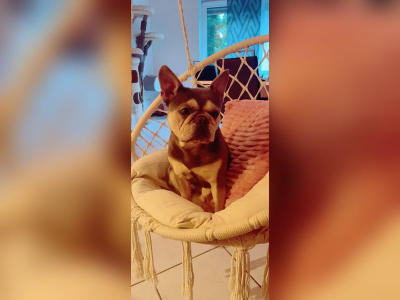 Französisches Bulldoggen Weibchen 7j.