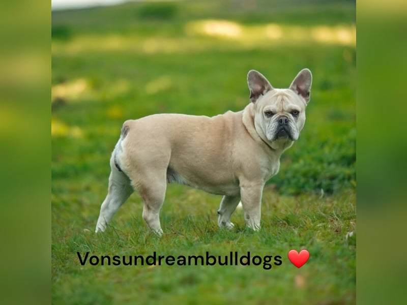 Bezaubernde F bullywelpen