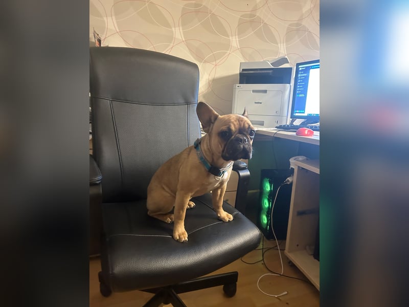 Französische Bulldogge