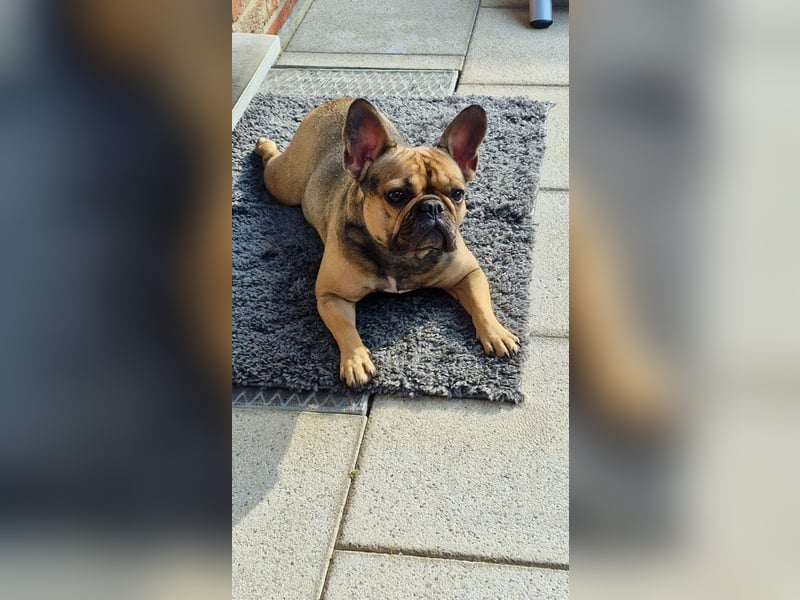 Liebevolles Zuhause gesucht