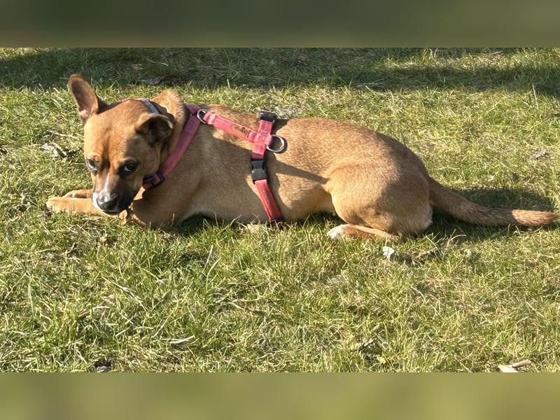 Französisch Bulldogge Mix Hündin