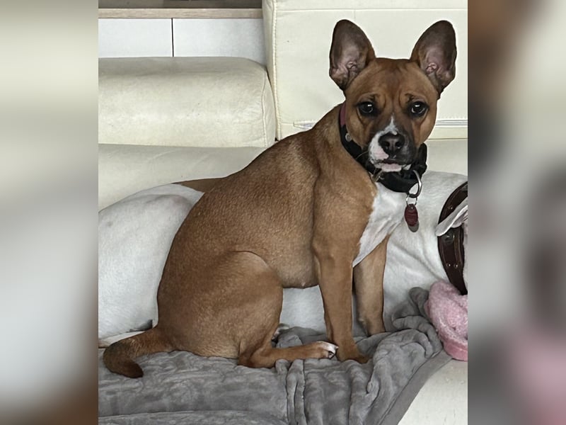 Französisch Bulldogge Mix Hündin