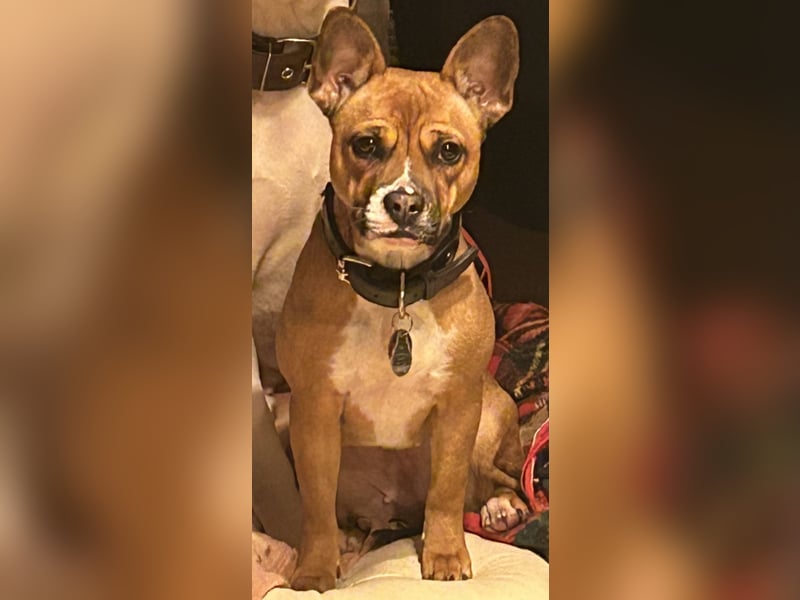 Französisch Bulldogge Mix Hündin