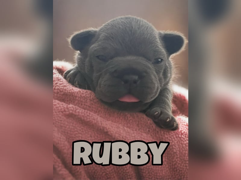 Französische Bulldogge Welpen Blue Silver