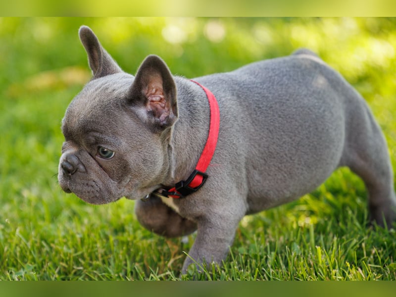 Französische Bulldogge Welpen Blue Silver