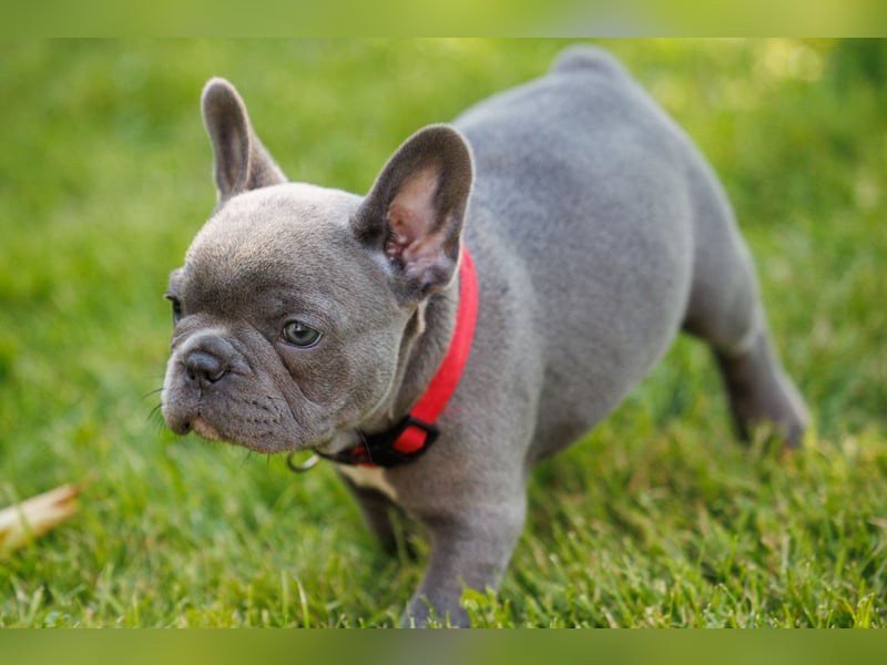 Französische Bulldogge Welpen Blue Silver