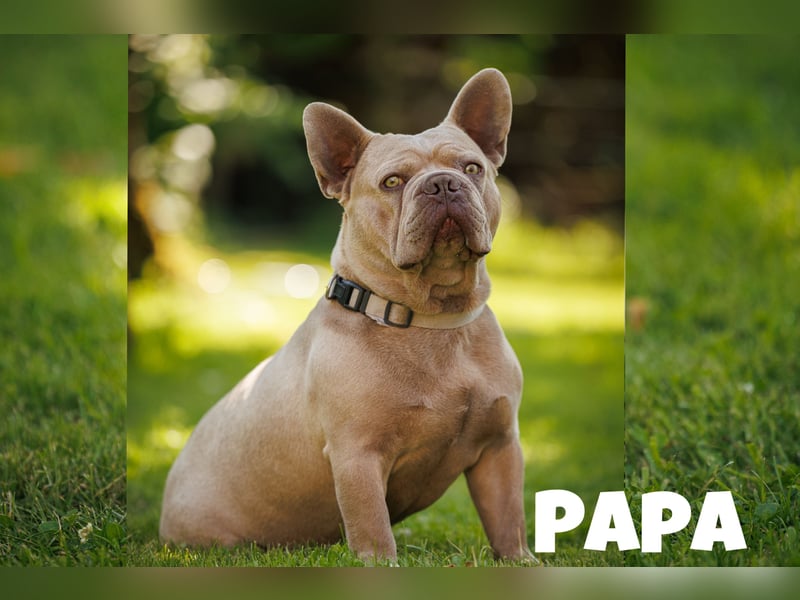Französische Bulldogge Welpen Blue Silver