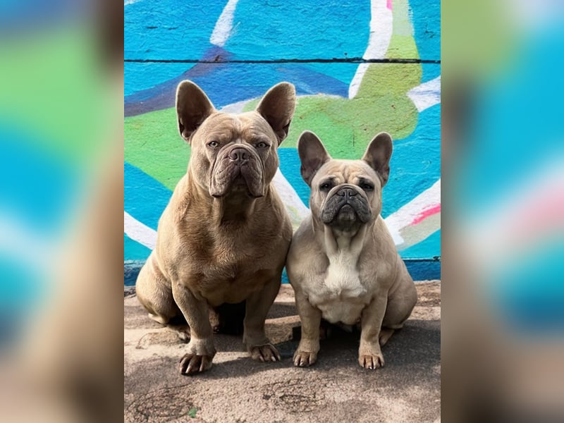 Französische Bulldogge Welpen Blue Silver Farn