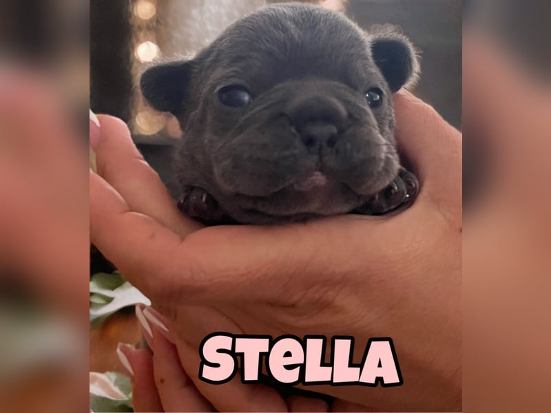 Französische Bulldogge Welpen Blue Silver