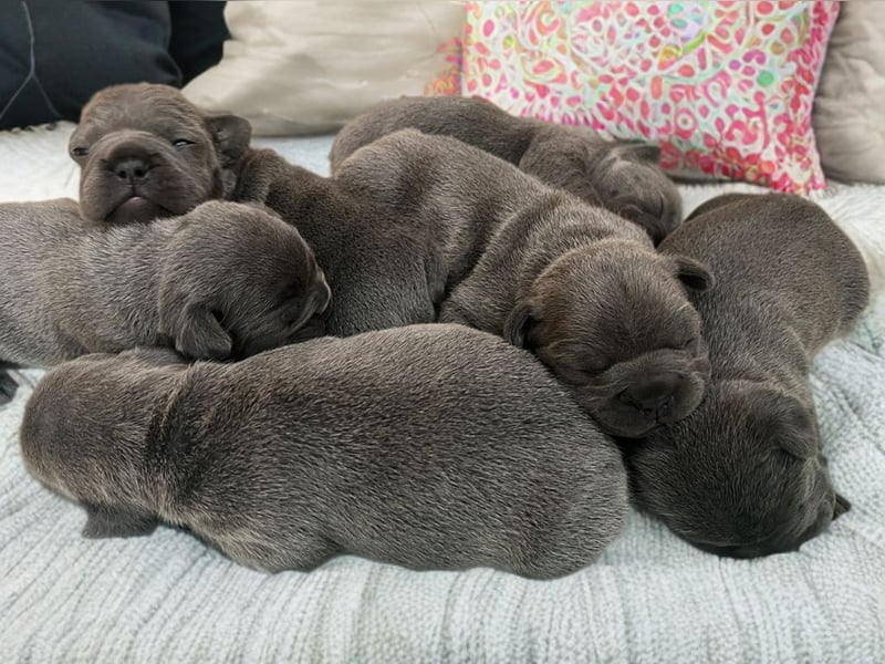 Französische Bulldogge Welpen Blue Silver