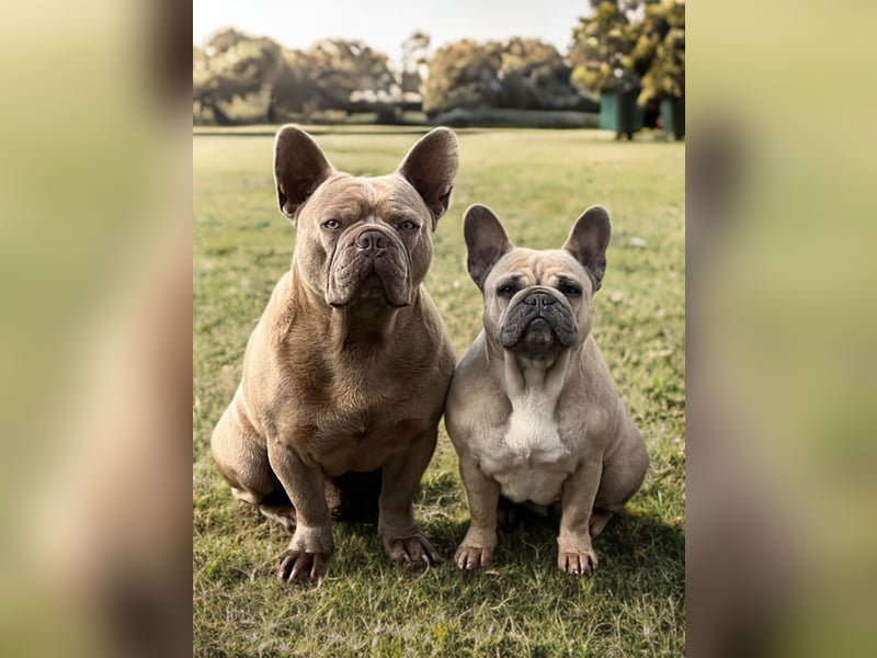 Französische Bulldogge Welpen Blue Silver