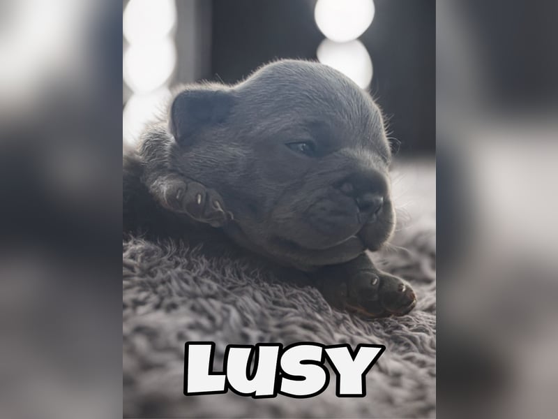 Französische Bulldogge Welpen Blue Silver