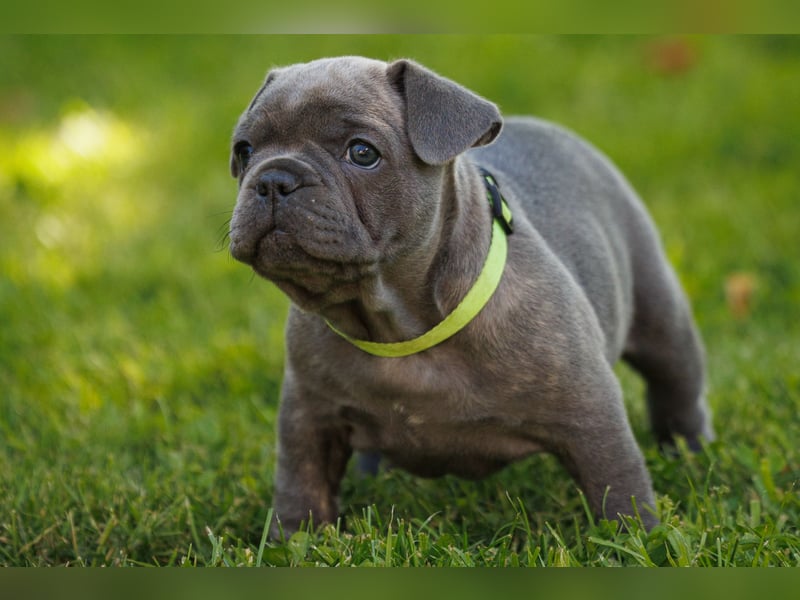 Französische Bulldogge Welpen Blue Silver