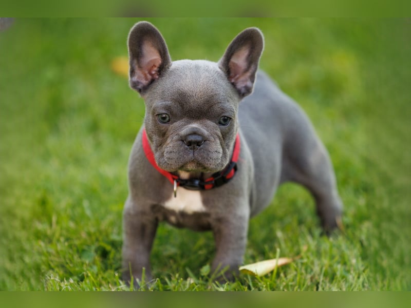 Französische Bulldogge Welpen Blue Silver