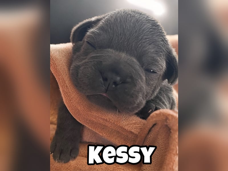 Französische Bulldogge Welpen Blue Silver