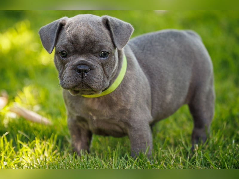 Französische Bulldogge Welpen Blue Silver