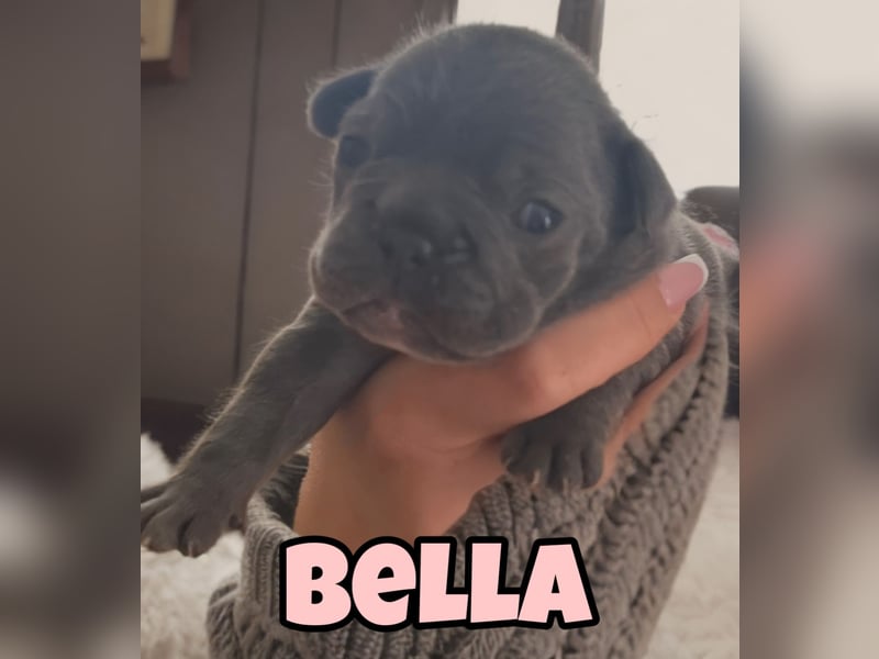 Französische Bulldogge Welpen Blue Silver