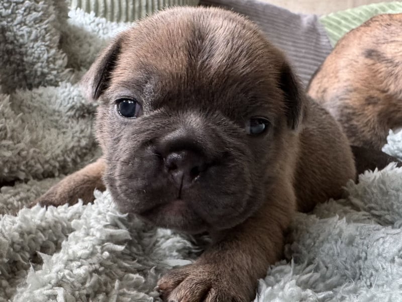 Daisy in Fawn Sable
