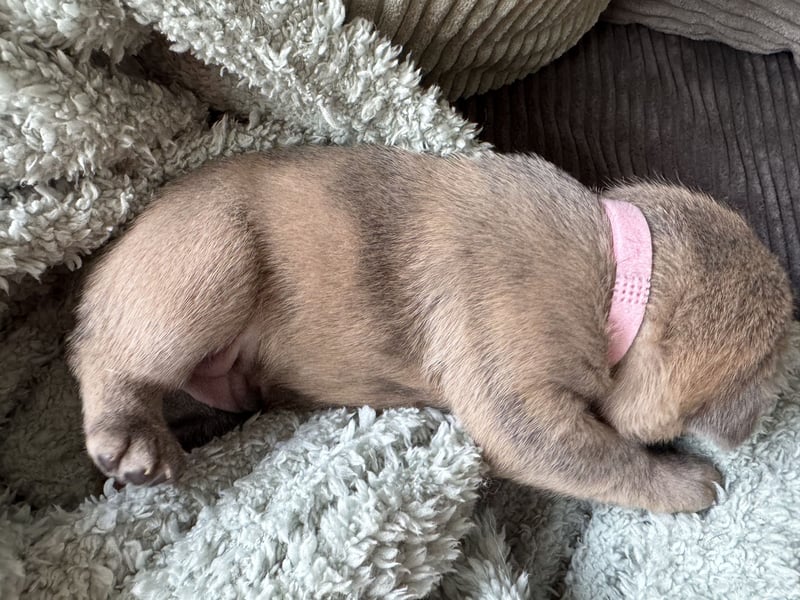 Daisy in Fawn Sable