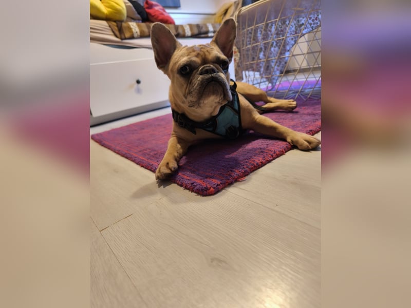 Französische Bulldogge sucht dringend ein neues Zuhause
