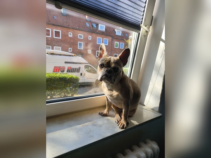 Französische Bulldogge sucht entgültiges Zuhause